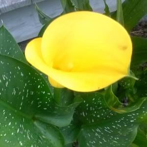 Meet your Posher, Jane